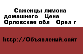 Саженцы лимона домашнего › Цена ­ 400 - Орловская обл., Орел г.  »    